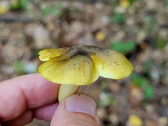 Tricholoma subsejunctum