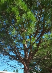 Pinus pinea