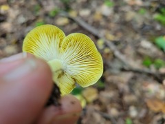 Tricholoma subsejunctum