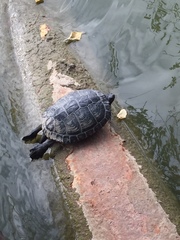 Trachemys scripta