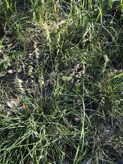 Bouteloua rigidiseta