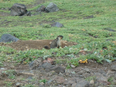 Marmota camtschatica