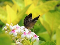 Euthalia aconthea gurda