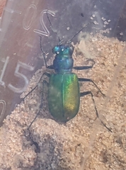 Cicindela scutellaris