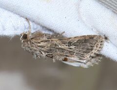 Spodoptera littoralis