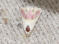 Eublemma cochylioides