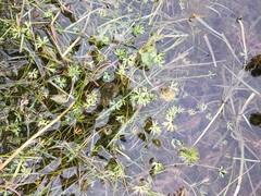 Ranunculus gmelinii gmelinii