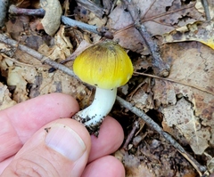 Tricholoma subsejunctum