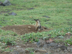 Marmota camtschatica