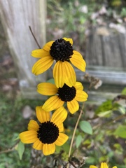 Rudbeckia fulgida