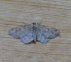 Aethalura intertexta