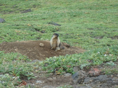 Marmota camtschatica