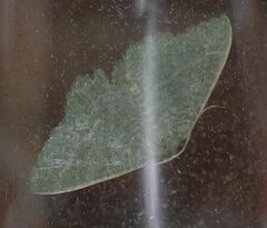 Phaiogramma etruscaria