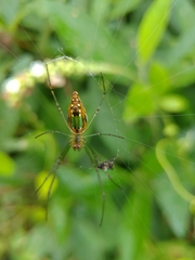 Leucauge undulata
