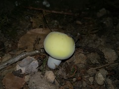 Basidiomycota