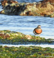 Charadrius modestus
