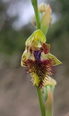 Calochilus campestris