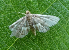 Anageshna primordialis