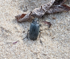 Bothrotes canaliculatus