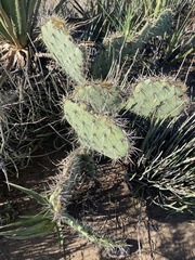 Opuntia rastrera