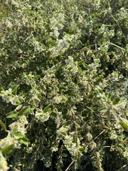 Aloysia gratissima