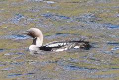 Gavia arctica