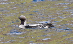 Gavia arctica