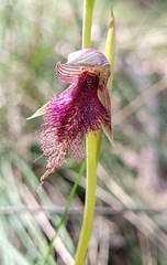 Calochilus robertsonii