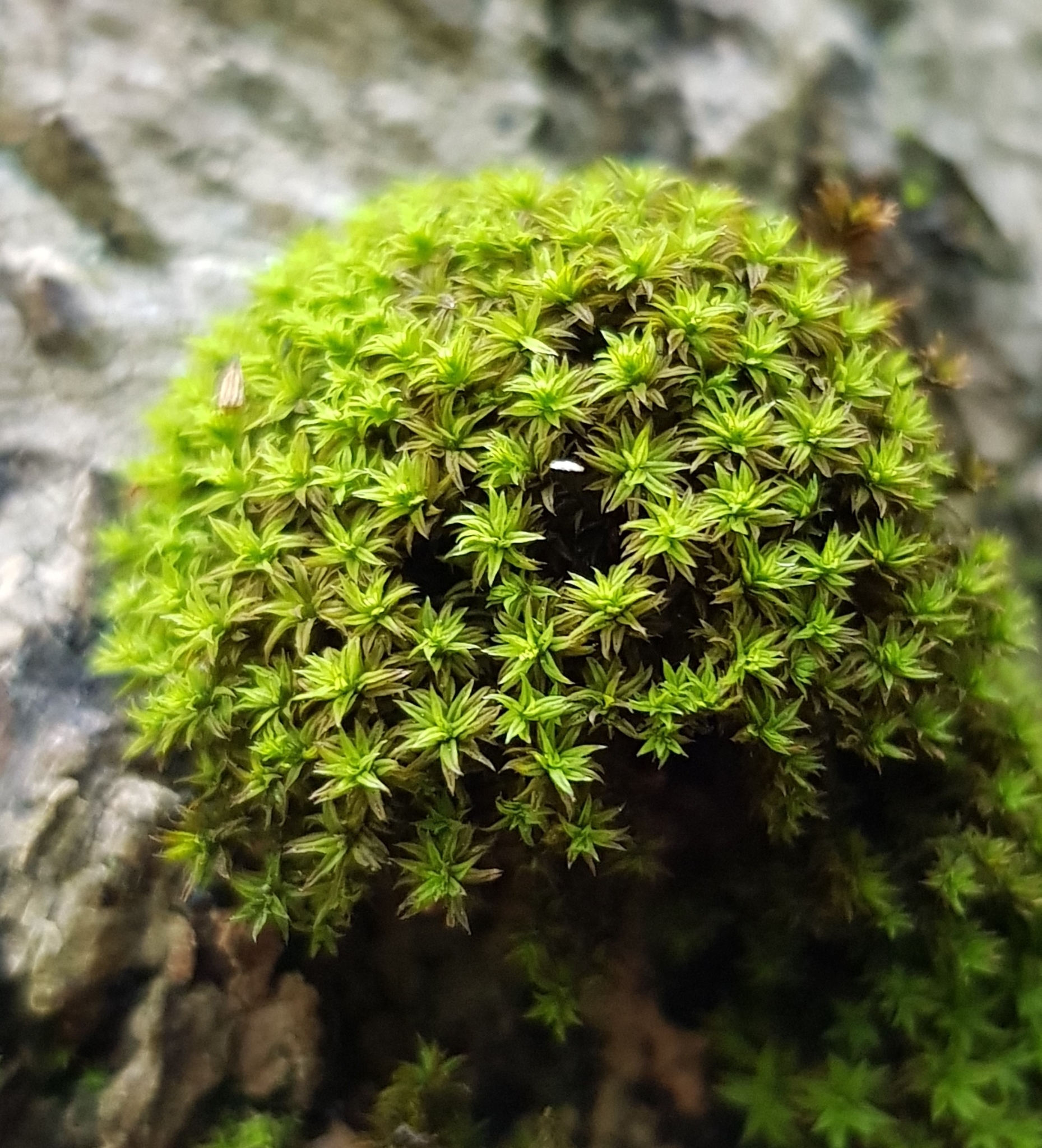 Zygodon viridissimus