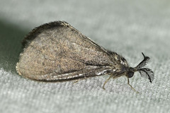 Cryptothelea gloverii