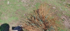 Santolina chamaecyparissus