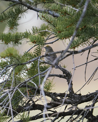 Setophaga coronata auduboni