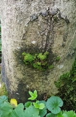 Zygodon viridissimus