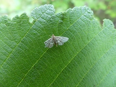 Anageshna primordialis