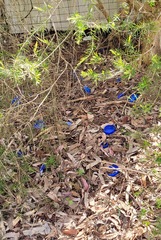 Ptilonorhynchus violaceus