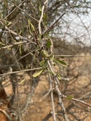 Gymnosporia glaucophylla