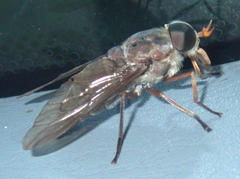 Tabanus