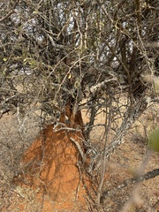 Gymnosporia glaucophylla