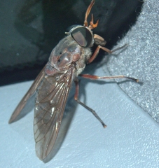 Tabanus