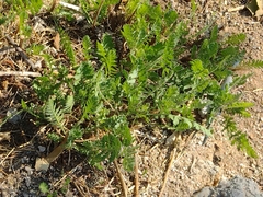 Achillea filipendulina