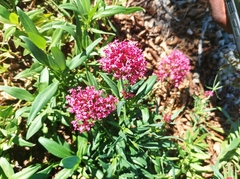 Centranthus ruber