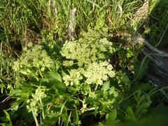 Angelica lucida