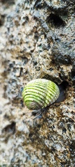 Nerita plicata