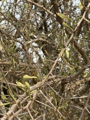 Gymnosporia glaucophylla