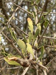 Gymnosporia glaucophylla