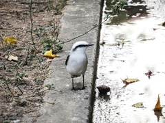 Fluvicola nengeta