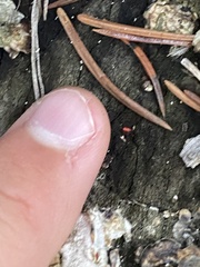 Gyponana gladia