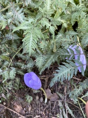 Centrosema virginianum