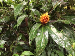 Costus curvibracteatus