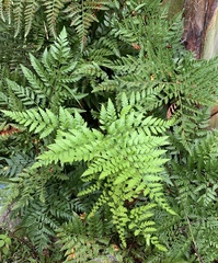 Rumohra adiantiformis